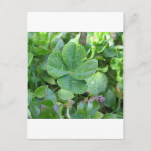 Four Leaf Clover Postcard