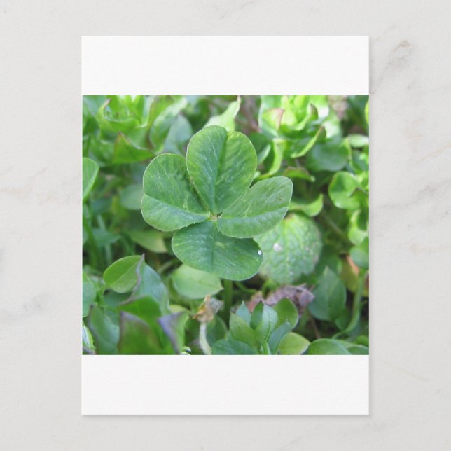 Four Leaf Clover Postcard (Front)