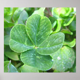 FOUR LEAF CLOVER POSTER