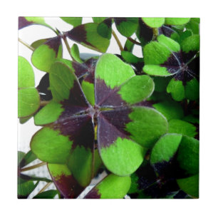 Four Leaf Clover Shamrock St. Patrick’s Lucky Ceramic Tile