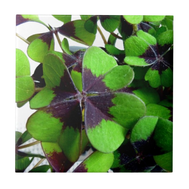 Four Leaf Clover Shamrock St. Patrick’s Lucky Ceramic Tile (Front)