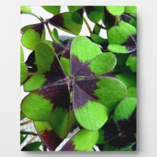Four Leaf Clover Shamrock St. Patrick’s Lucky Plaque