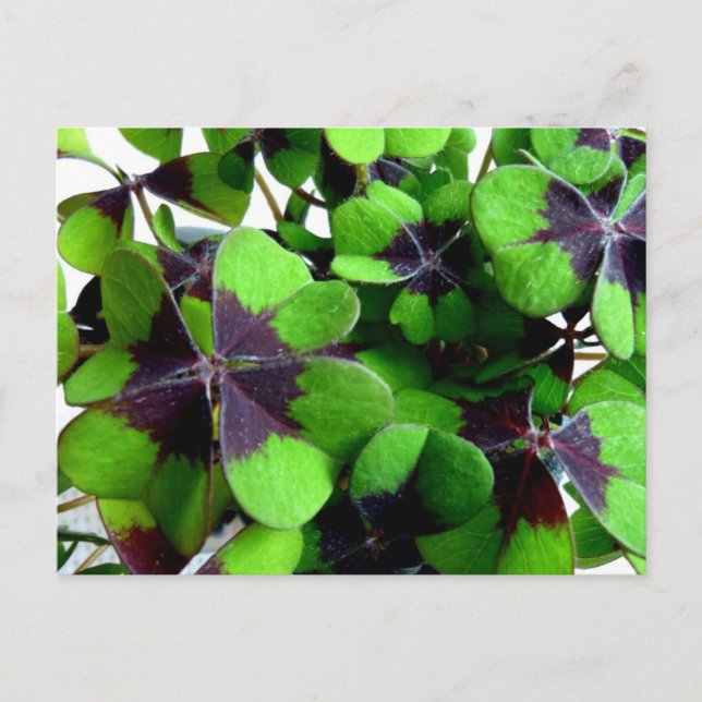 Four Leaf Clover Shamrock St. Patrick’s Lucky Postcard (Front)