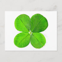 Four Leaf Clover The MUSEUM Zazzle Gifts