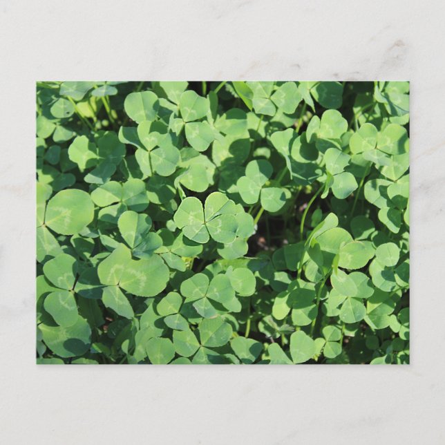  four leaf clovers Postcard (Front)