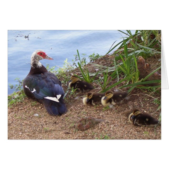 Four lil' ducklings (Front Horizontal)