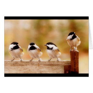 Four little chickadees
