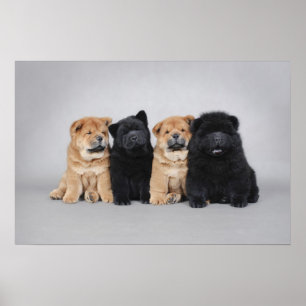Four little Chow chow puppies Poster