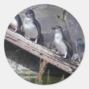 Four Little Penguins Classic Round Sticker