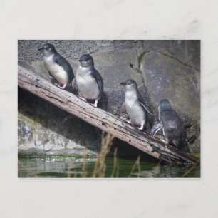 Four Little Penguins Postcard