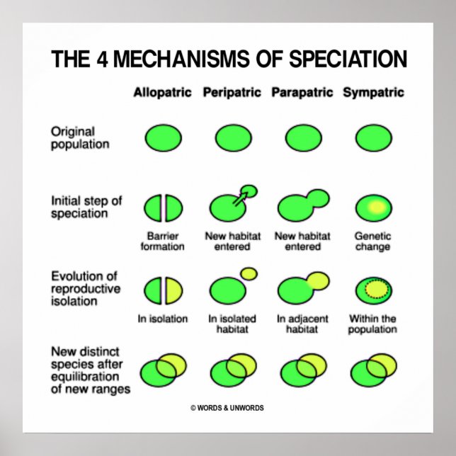 Four Mechanisms Of Speciation Evolution Poster (Front)