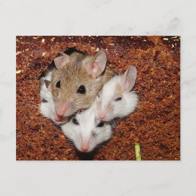 Four Mice Snuggled in Loaf of Rye Bread Postcard (Front)