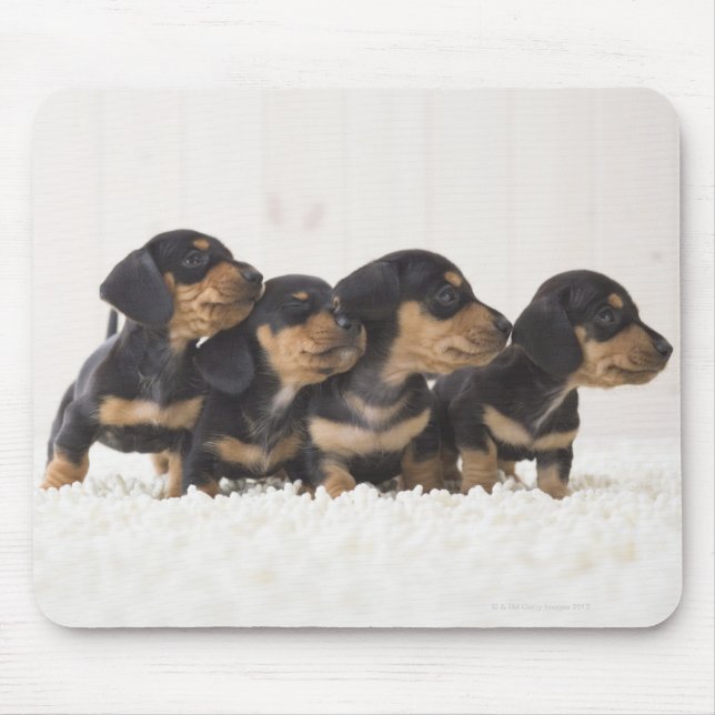 Four Mini Dachshund Mouse Pad (Front)