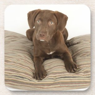 Four-Month-Old Chocolate Lab Puppy on Pillow Coaster