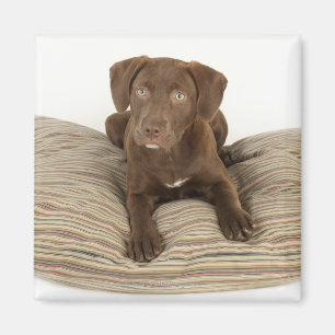 Four-Month-Old Chocolate Lab Puppy on Pillow Magnet