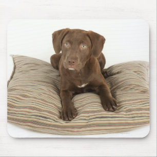 Four-Month-Old Chocolate Lab Puppy on Pillow Mouse Pad
