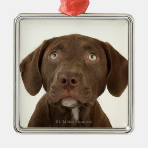 Four-Month-Old Chocolate Lab Puppy Portrait Metal Ornament