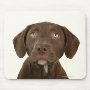 Four-Month-Old Chocolate Lab Puppy Portrait Mouse Pad