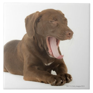 Four-Month-Old Chocolate Lab Puppy Yawning Ceramic Tile
