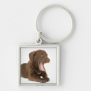 Four-Month-Old Chocolate Lab Puppy Yawning Key Ring