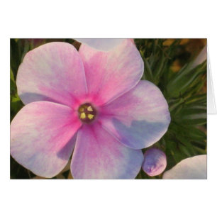 Four O'Clock Flower Card