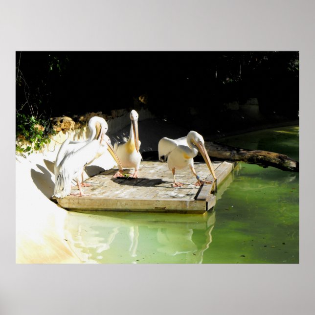 Four pelicans in springtime in Spain Poster (Front)