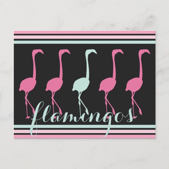 Four Pink Flamingos One Light Blue Postcard (Front)