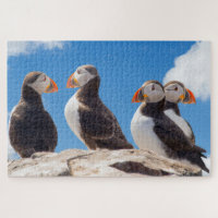 Four Puffins Standing On A Rock