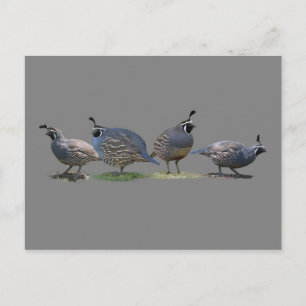 FOUR QUAIL POSTCARD