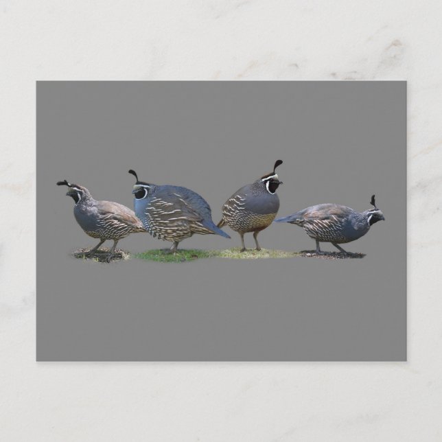 FOUR QUAIL POSTCARD (Front)