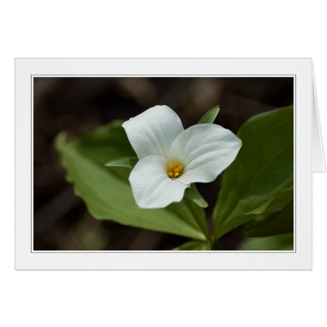 four seasons in michigan 01 card (Front Horizontal)