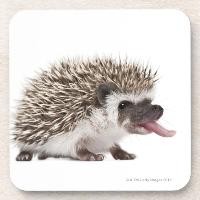 Four-toed Hedgehog - Atelerix albiventris Coaster (Front)