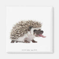 Four-toed Hedgehog - Atelerix albiventris