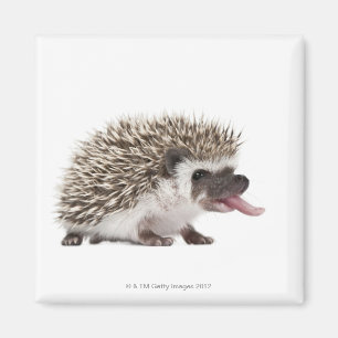 Four-toed Hedgehog - Atelerix albiventris Magnet