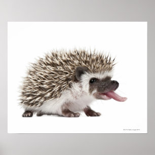 Four-toed Hedgehog - Atelerix albiventris Poster