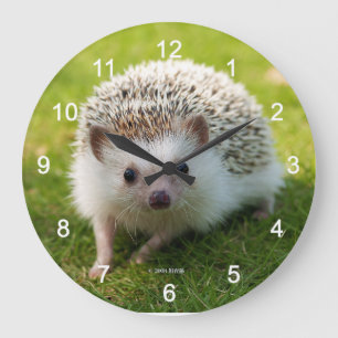 Four-toed hedgehog large clock