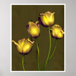 Four tulips poster