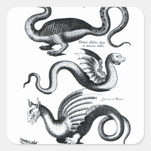 Four types of dragon square sticker (Front)