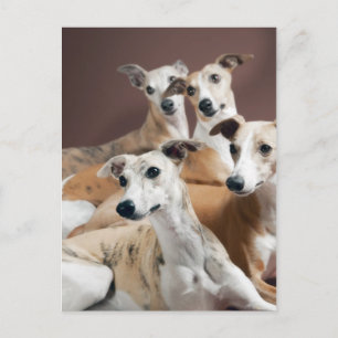 Four whippets postcard