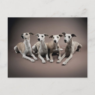 Four whippets postcard