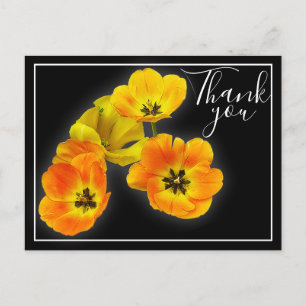 Four Yellow Orange Tulips Black Backdrop Thank You Postcard