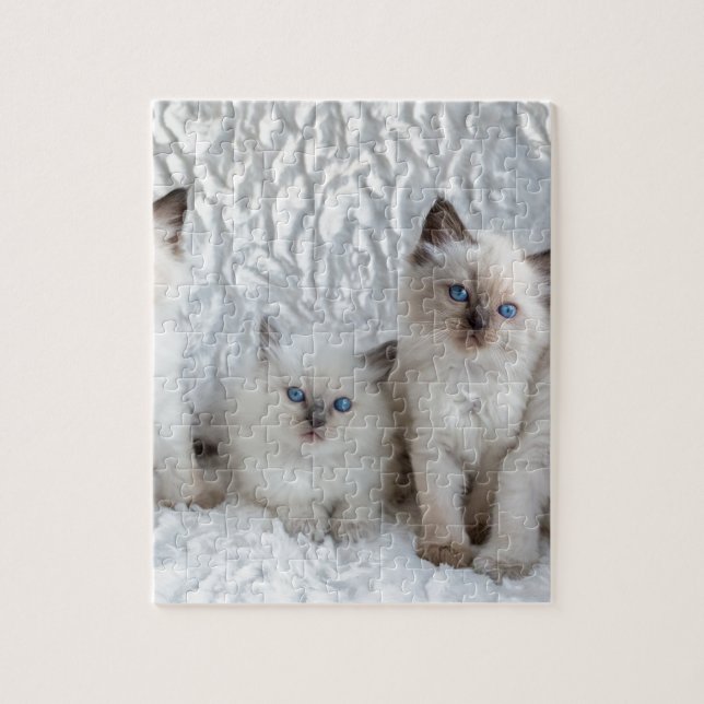 Four young Ragdoll cats sitting in a row Jigsaw Puzzle (Vertical)