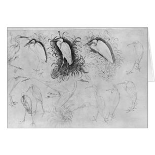Fourteen egrets, from the The Vallardi Album