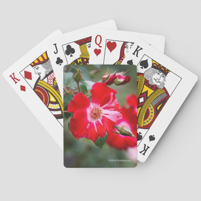 Fourth of July Shrub Playing Cards (Back)
