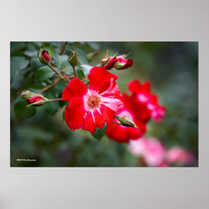 Fourth of July Shrub Poster