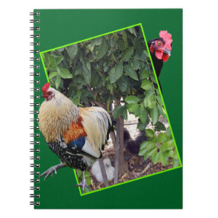 **"Fowl Play: Chicken Hide-and-Seek in 3D"** Notebook