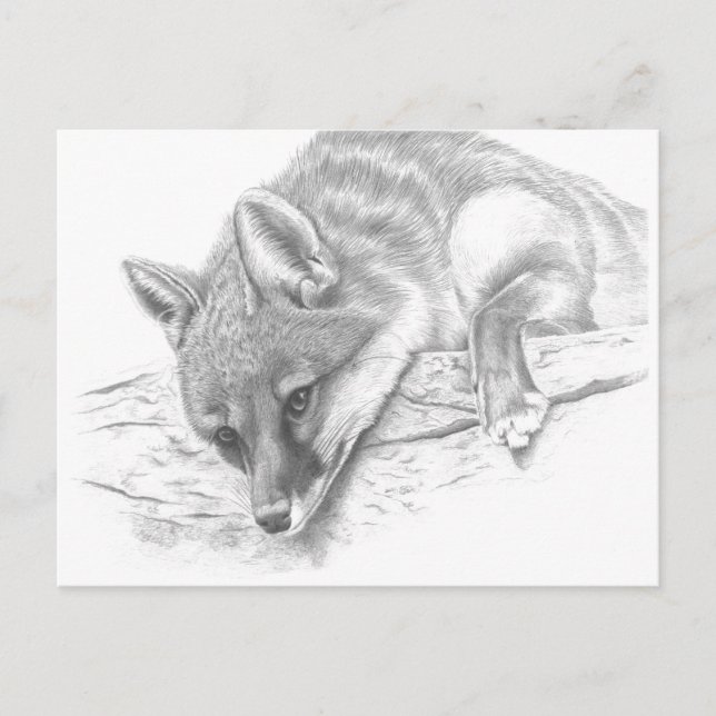 fox 59 postcard (Front)