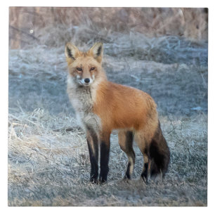 Fox And Frost Ceramic Tile