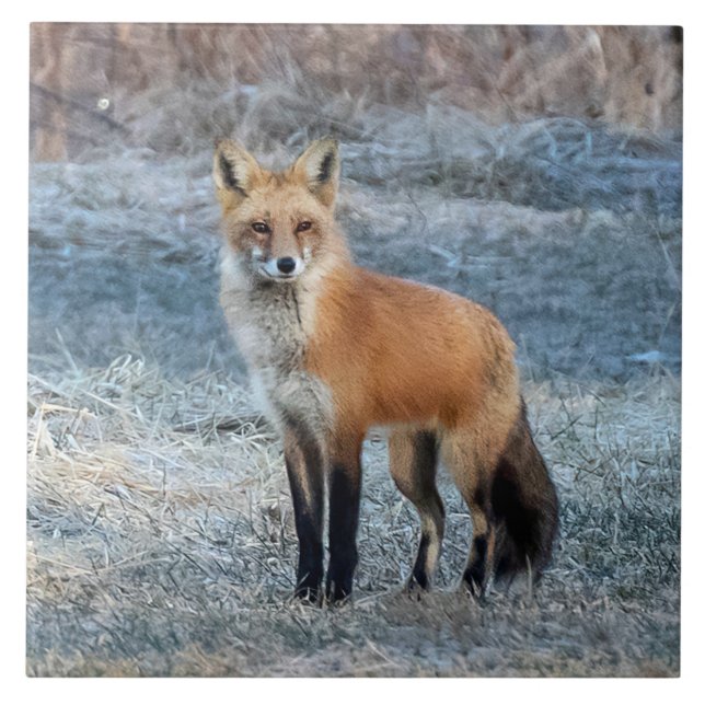 Fox And Frost Ceramic Tile (Front)