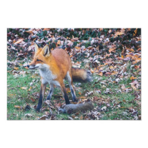 Fox and its kill photo print